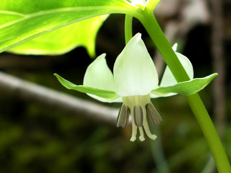 Trillium cernuum