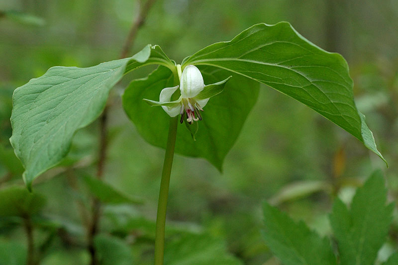 Trillium cernuum