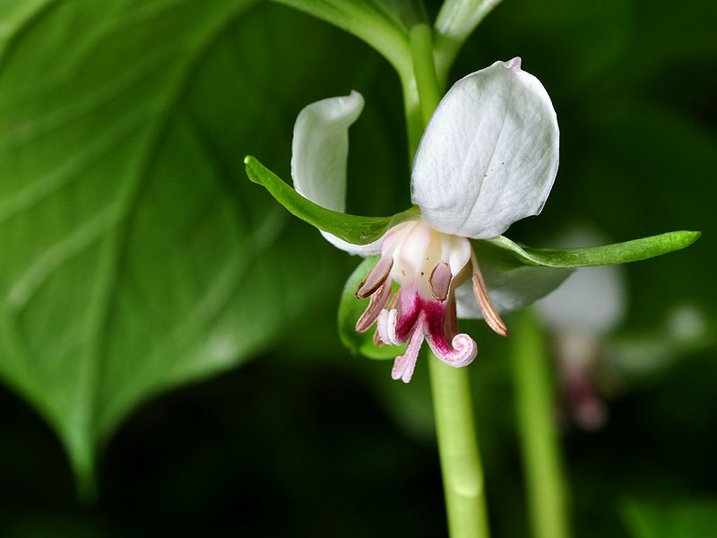 Trillium cernuum