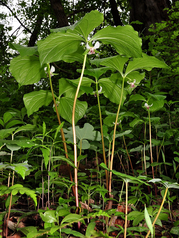 Trillium cernuum