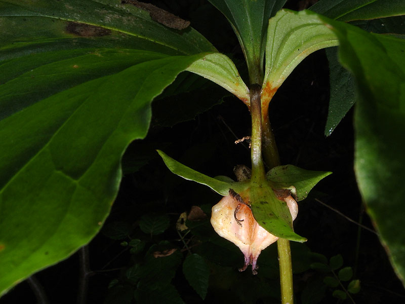 Trillium cernuum