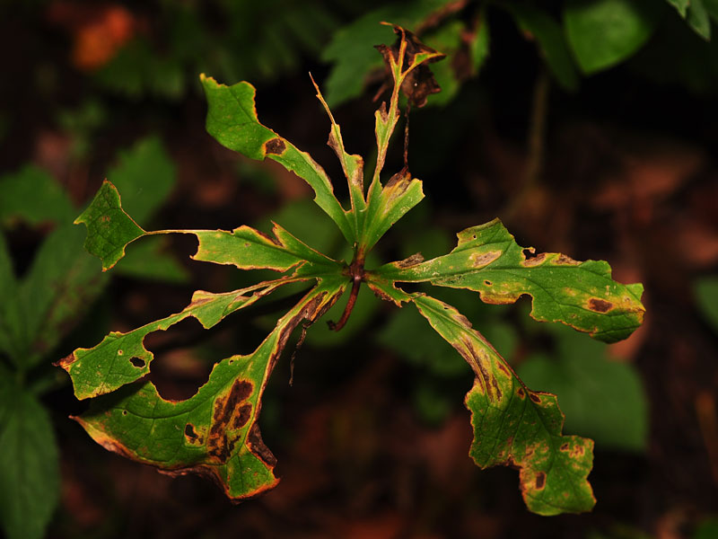 Trillium cernuum