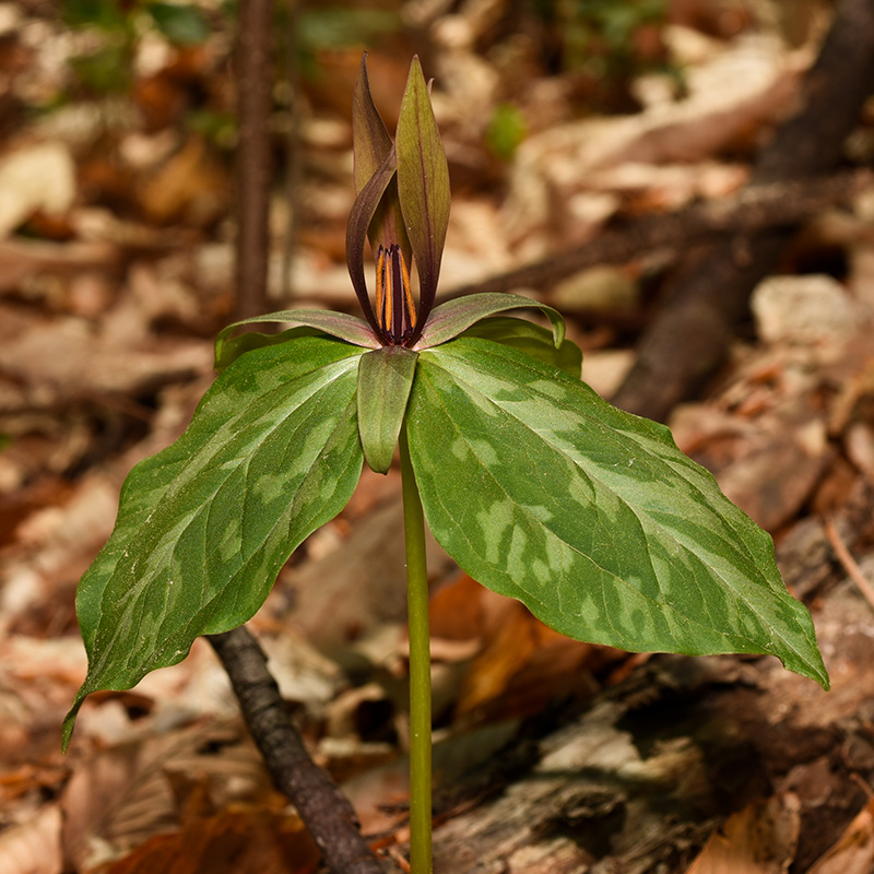 Trillium cuneatum