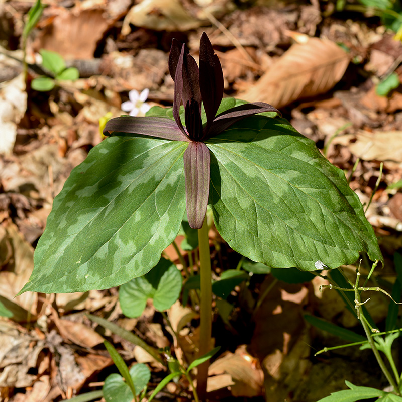 Trillium cuneatum