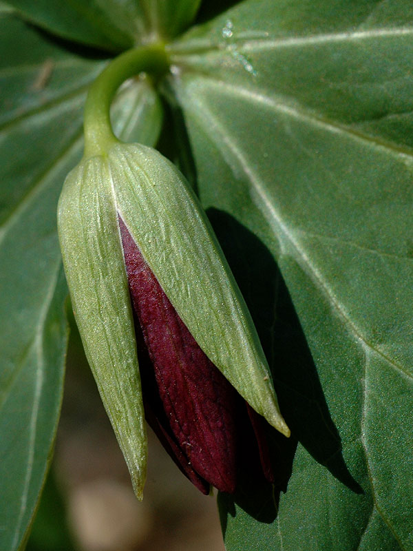 Trillium erectum