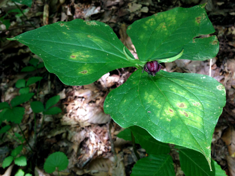 Red Trillium