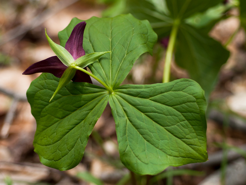 Red Trillium