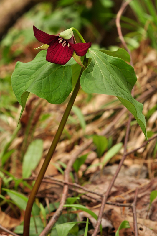 Red Trillium