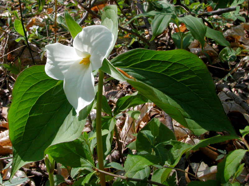 Trillium grandiflorum