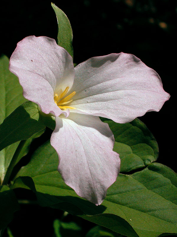 Great White Trillium