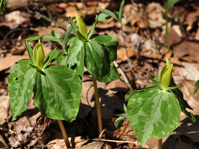 Trillium luteum