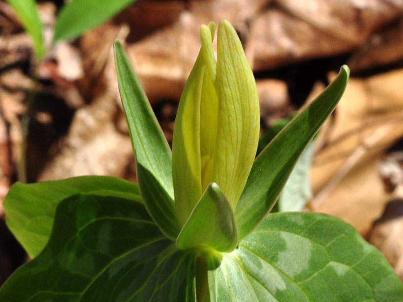 Yellow Trillium