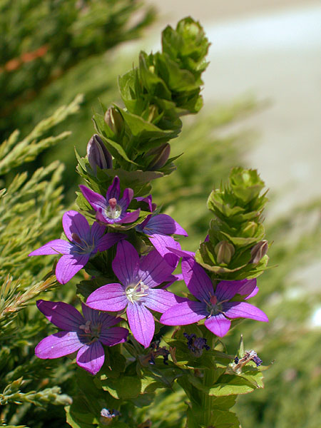 Triodanis perfoliata