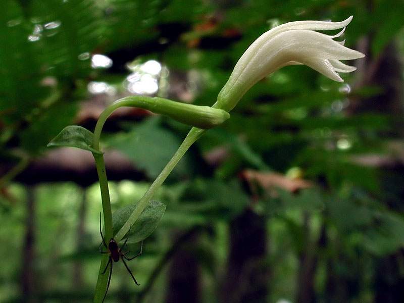 Three-birds Orchid