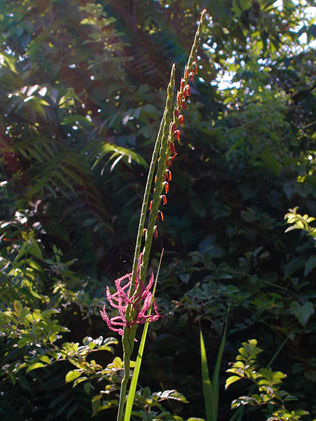 Tripsacum dactyloides var. dactyloides