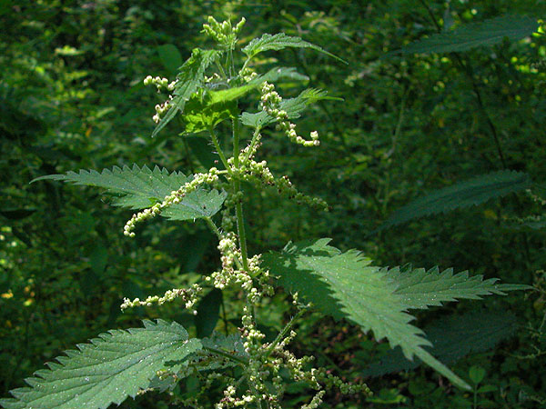 Urtica dioica