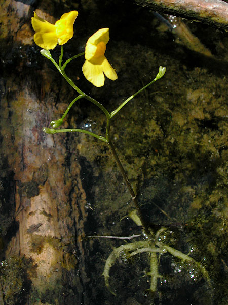 Utricularia inflata