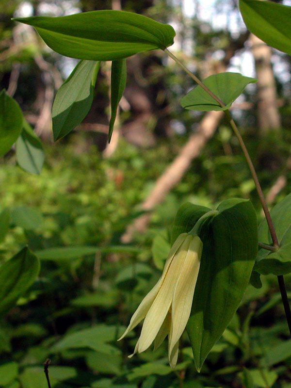 Uvularia perfoliata