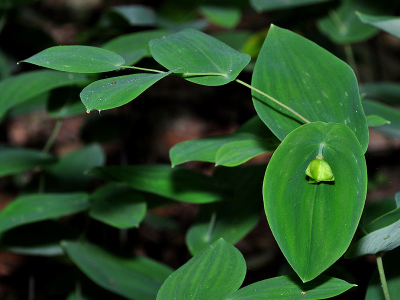 Perfoliate Bellwort