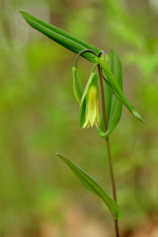 Perfoliate Bellwort