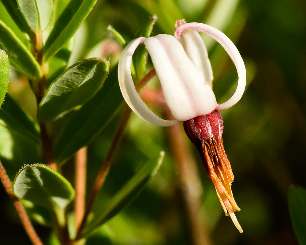 Large Cranberry