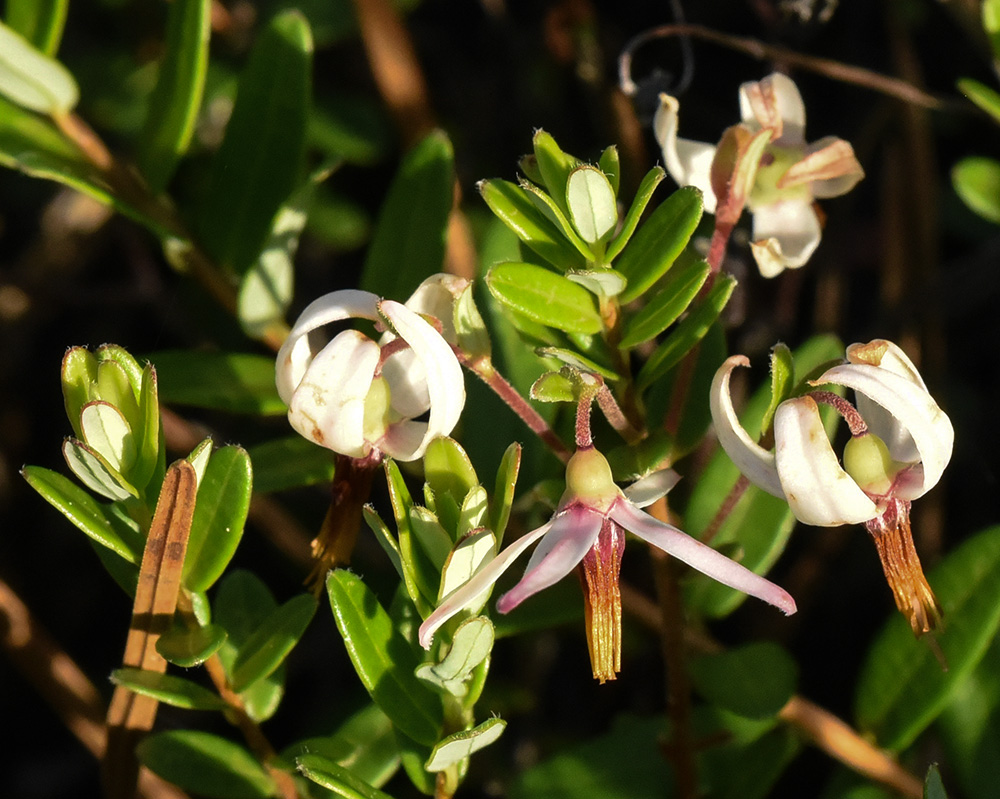 Vaccinium macrocarpon