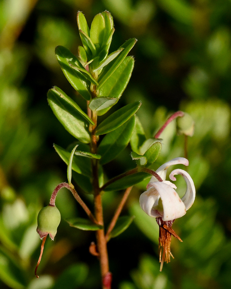 Large Cranberry