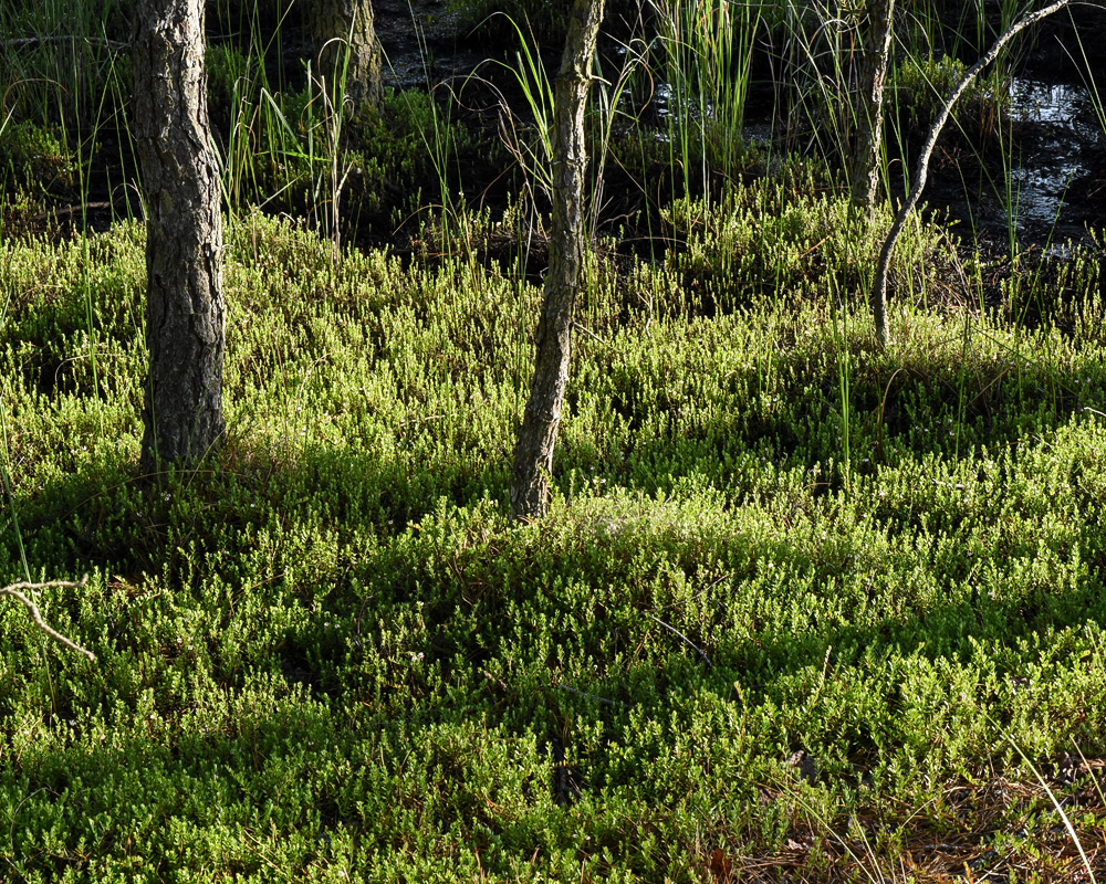 Vaccinium macrocarpon