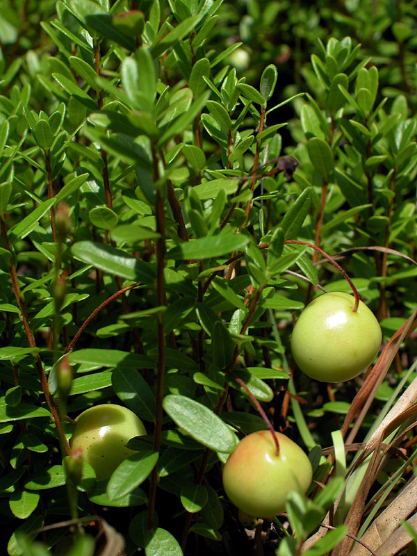 Large Cranberry