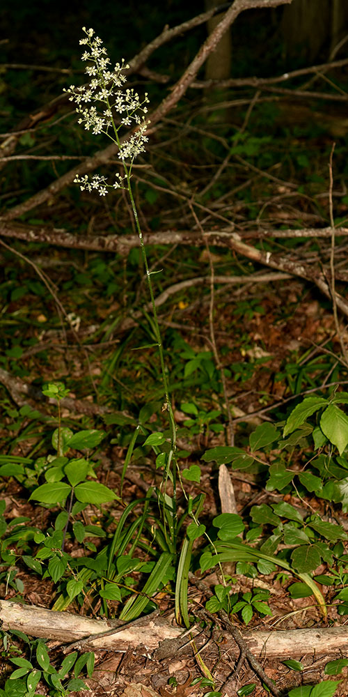 Veratrum virginicum