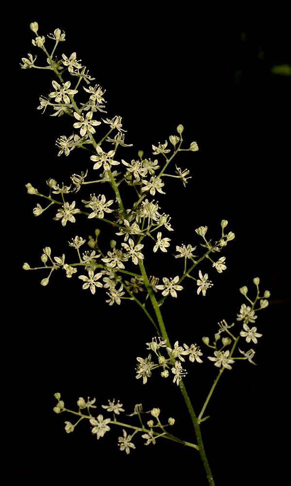 Veratrum virginicum