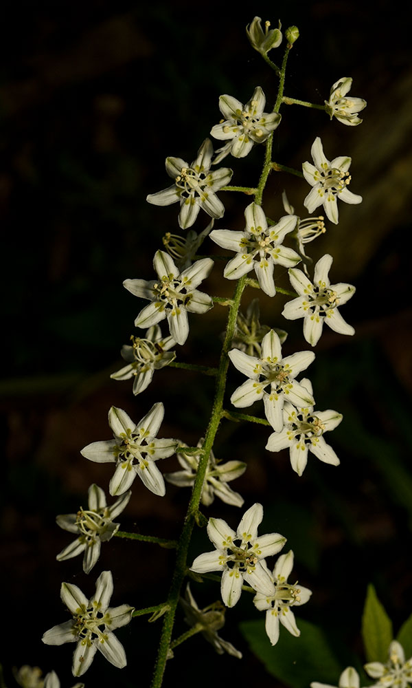 Veratrum virginicum