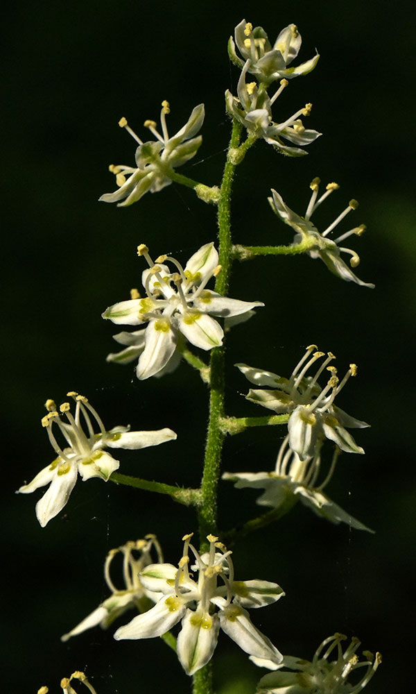 Virginia Bunchflower