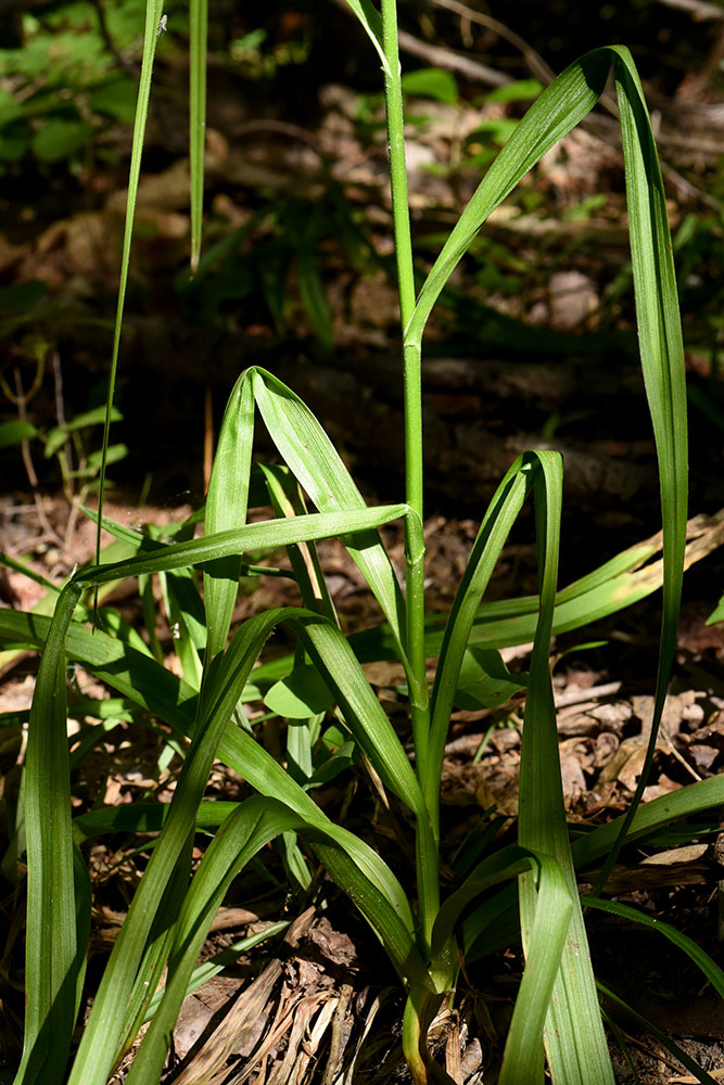 Veratrum virginicum