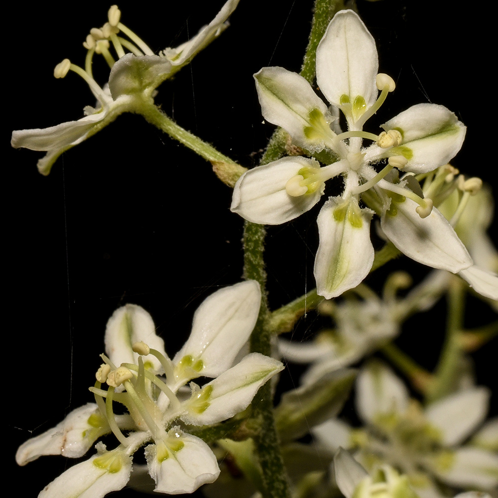 Veratrum virginicum