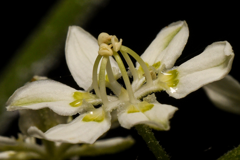 Veratrum virginicum