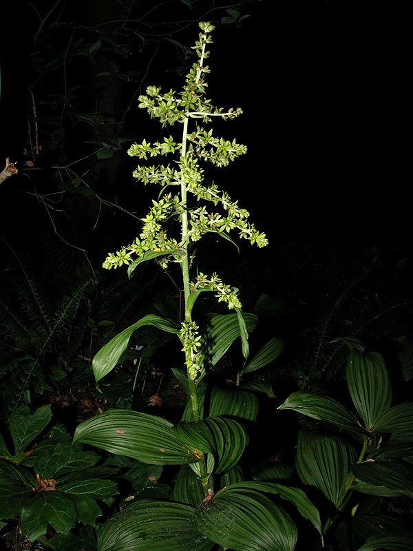 American False Hellebore