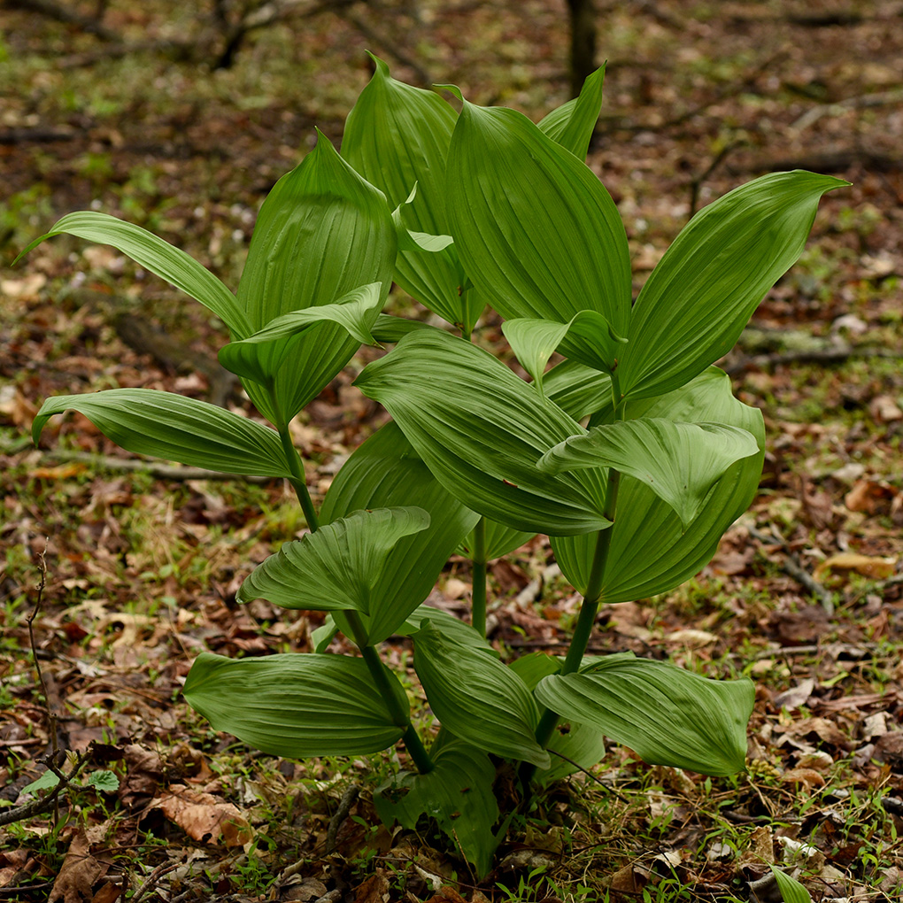 American False Hellebore