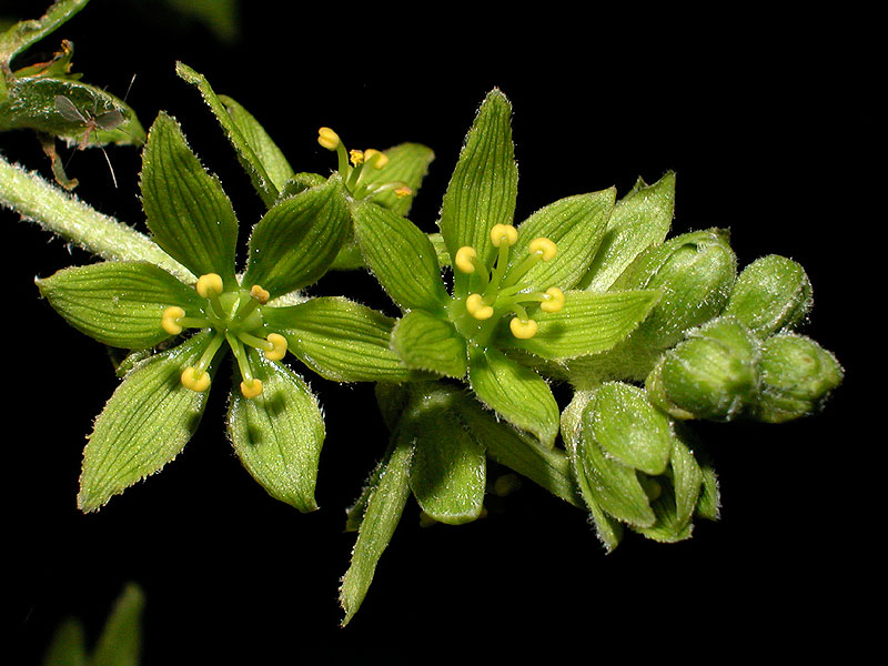 American False Hellebore