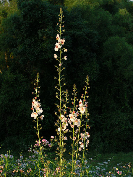 Verbascum blattaria