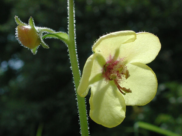 Verbascum blattaria