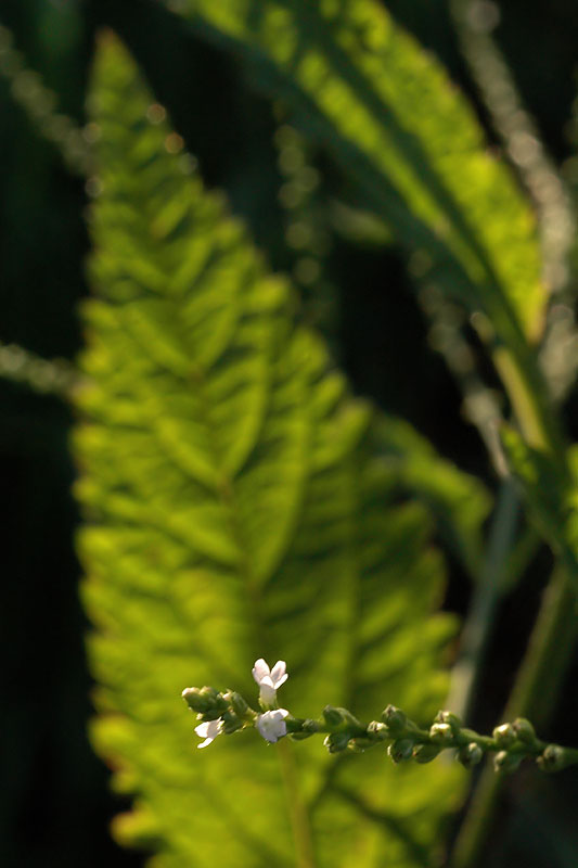 Verbena urticifolia var. urticifolia