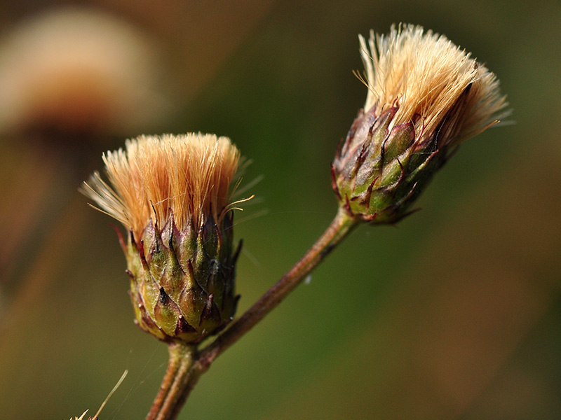 Vernonia noveboracensis