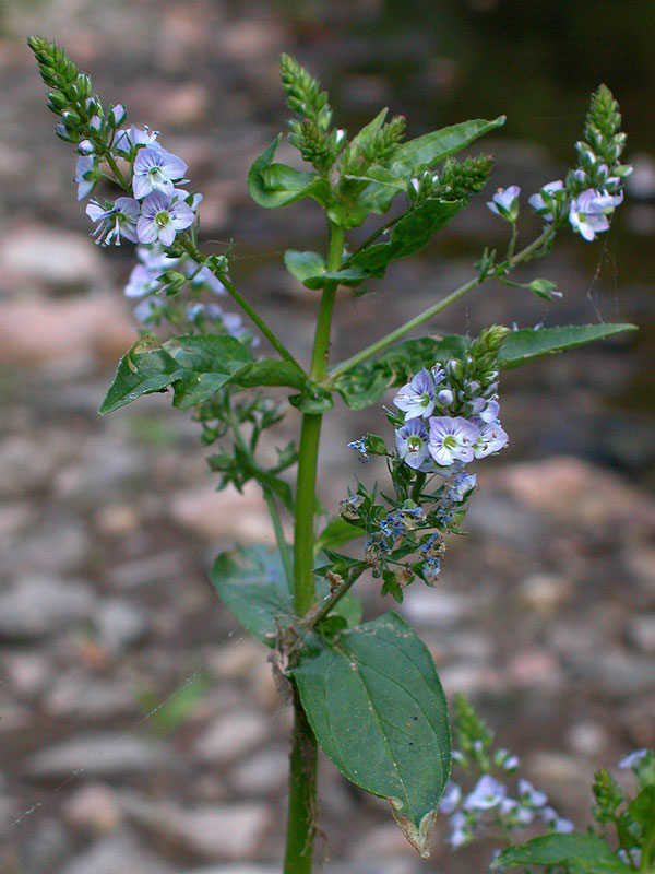 Water Speedwell