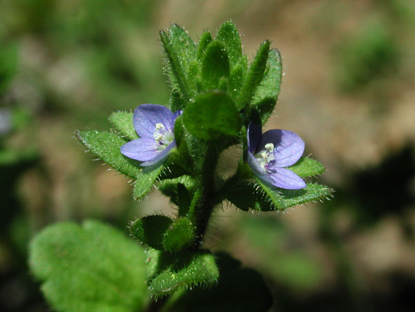 Corn Speedwell