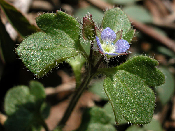 Veronica hederifolia