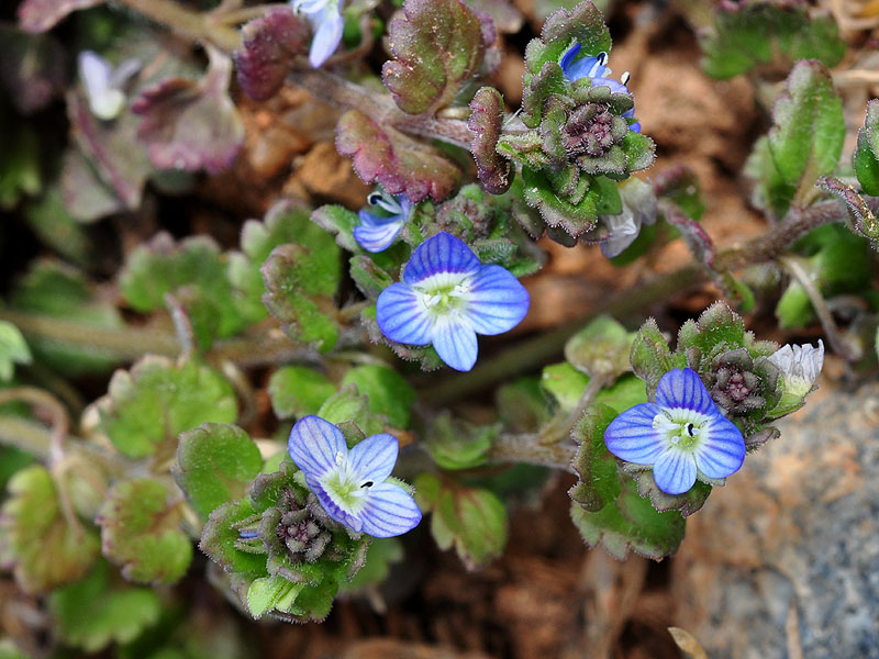 Speedwell