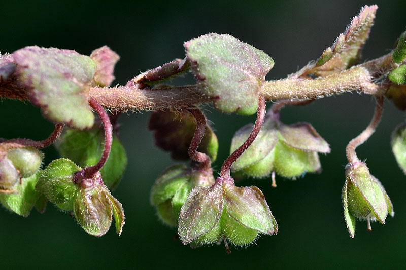 Speedwell