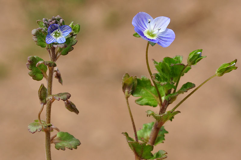 Speedwell