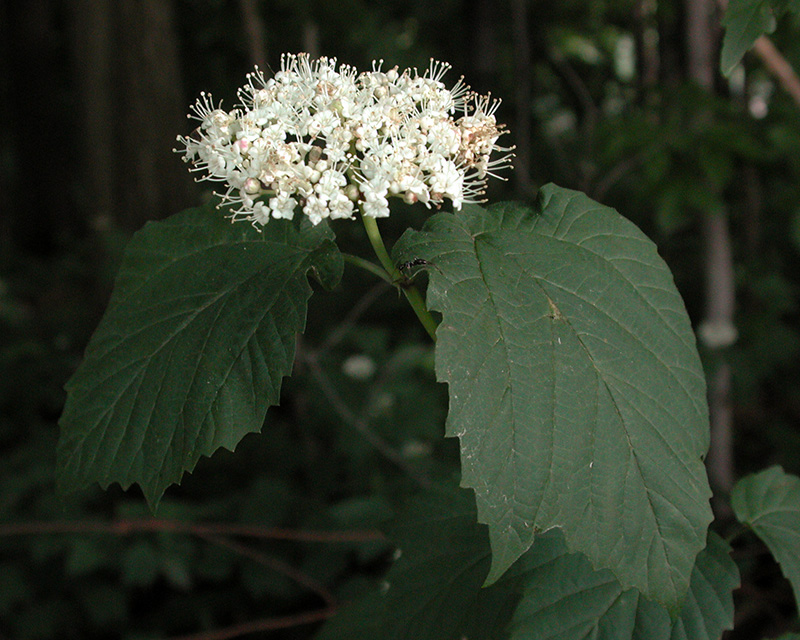 Viburnum acerifolium